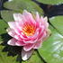 Nymphaea 'Hollandia'.JPG