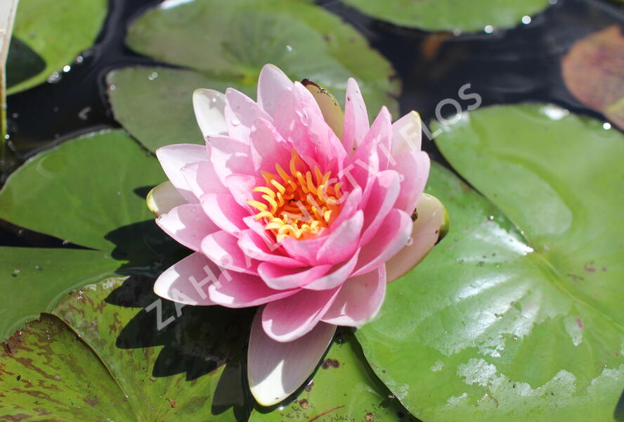 Leknín 'Hollandia' - Nymphaea 'Hollandia'