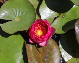 Leknín 'Siam Purple' ISG