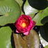 Nymphaea 'Siam Purple' ISG.JPG