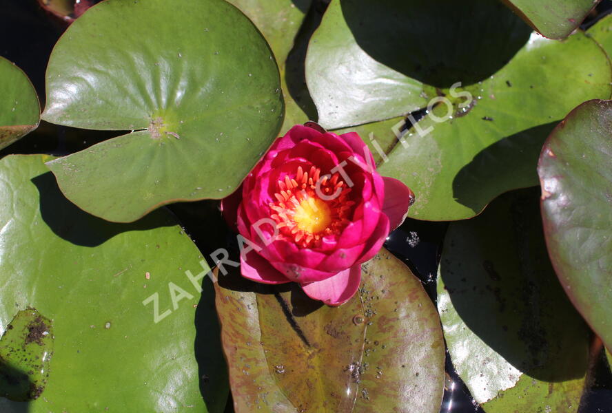 Leknín 'Siam Purple' ISG - Nymphaea 'Siam Purple' ISG