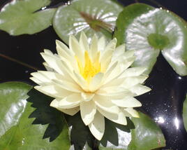Leknín 'Lemon Mist'
