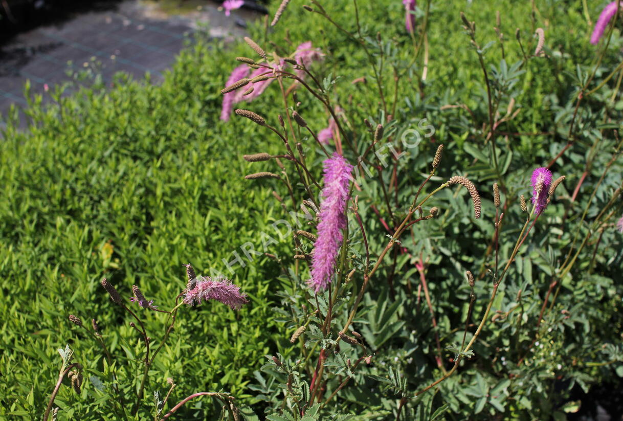 Krvavec 'Lilac Squirrel' - Sanguisorba hakusanensis 'Lilac Squirrel'