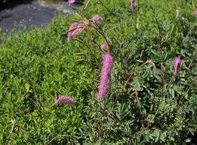 Krvavec 'Lilac Squirrel' - Sanguisorba hakusanensis 'Lilac Squirrel'