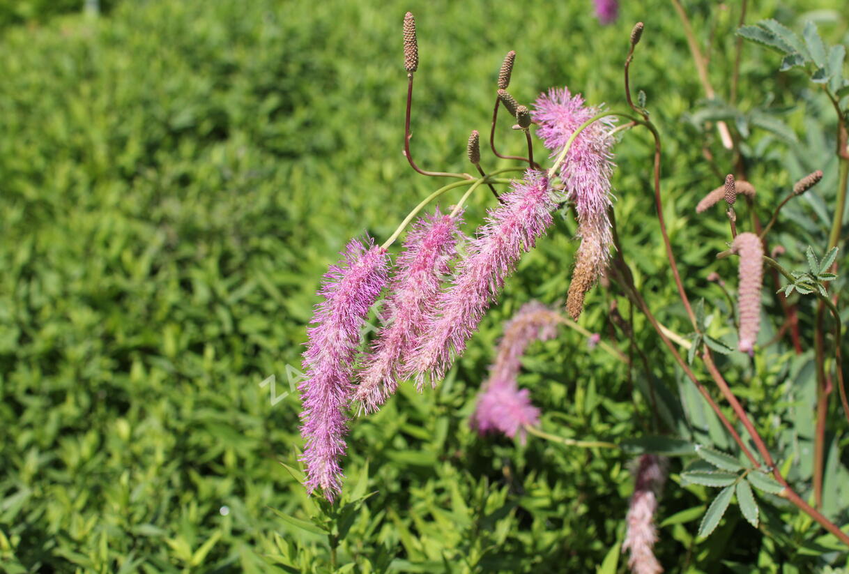 Krvavec 'Lilac Squirrel' - Sanguisorba hakusanensis 'Lilac Squirrel'