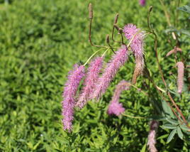 Krvavec 'Lilac Squirrel'
