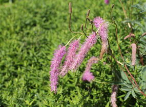 Krvavec 'Lilac Squirrel' - Sanguisorba hakusanensis 'Lilac Squirrel'