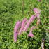 Sanguisorba hakusanensis 'Lilac Squirrel'.JPG