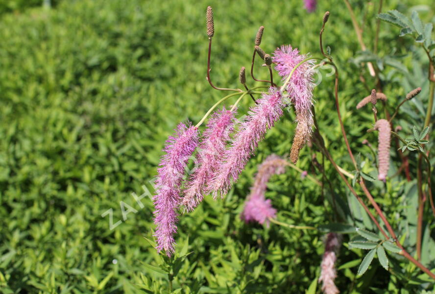 Krvavec 'Lilac Squirrel' - Sanguisorba hakusanensis 'Lilac Squirrel'
