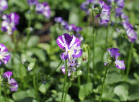 Violka růžkatá 'Rebecca' - Viola cornuta 'Rebecca'