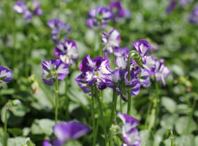 Violka růžkatá 'Rebecca' - Viola cornuta 'Rebecca'