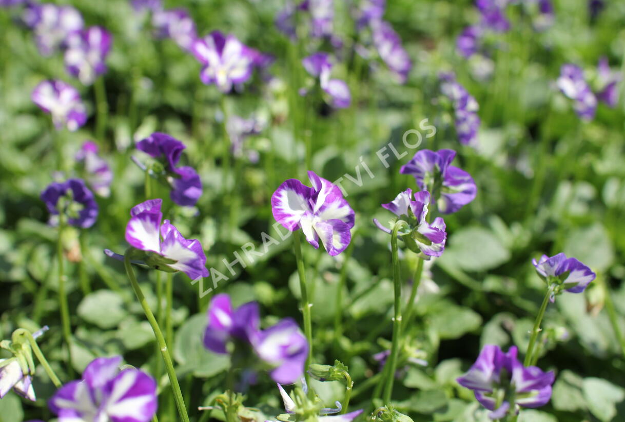 Violka růžkatá 'Rebecca' - Viola cornuta 'Rebecca'