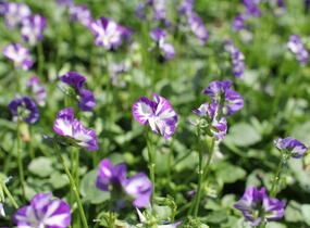 Violka růžkatá 'Rebecca' - Viola cornuta 'Rebecca'