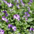 Viola cornuta 'Rebecca'.JPG