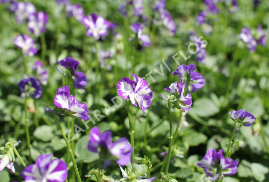 Violka růžkatá 'Rebecca' - Viola cornuta 'Rebecca'