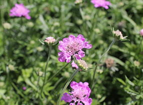 Hlaváč fialový 'Cuori Pink' - Scabiosa columbaria 'Cuori Pink'