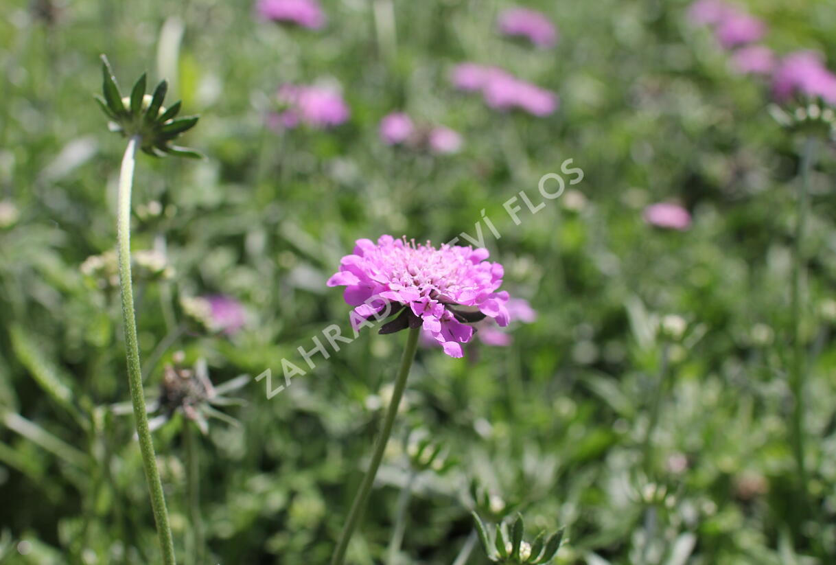 Hlaváč fialový 'Cuori Pink' - Scabiosa columbaria 'Cuori Pink'