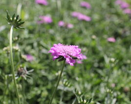 Hlaváč fialový 'Cuori Pink'