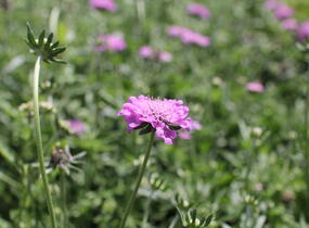 Hlaváč fialový 'Cuori Pink' - Scabiosa columbaria 'Cuori Pink'