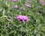 Hlaváč fialový 'Cuori Pink'