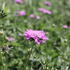 Scabiosa columbaria 'Cuori Pink'.JPG