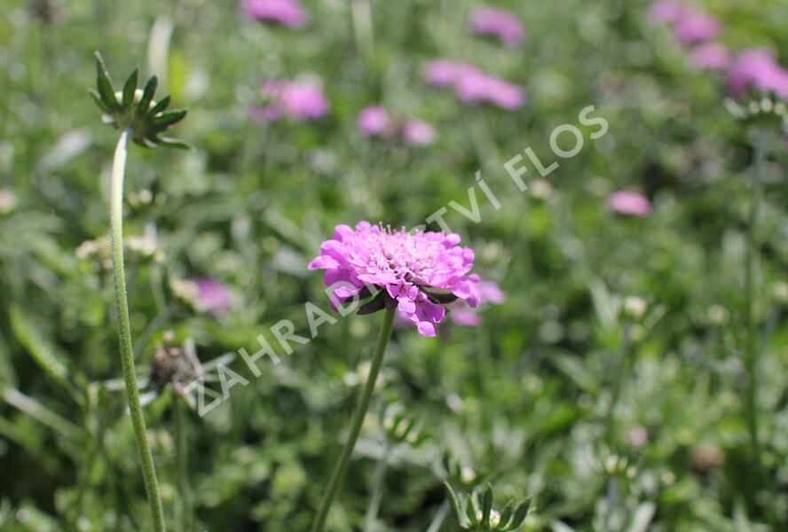 Hlaváč fialový 'Cuori Pink' - Scabiosa columbaria 'Cuori Pink'