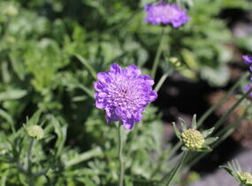 Hlaváč fialový 'Cuori Blue' - Scabiosa columbaria 'Cuori Blue'