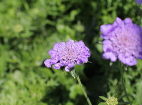 Hlaváč fialový 'Cuori Blue' - Scabiosa columbaria 'Cuori Blue'