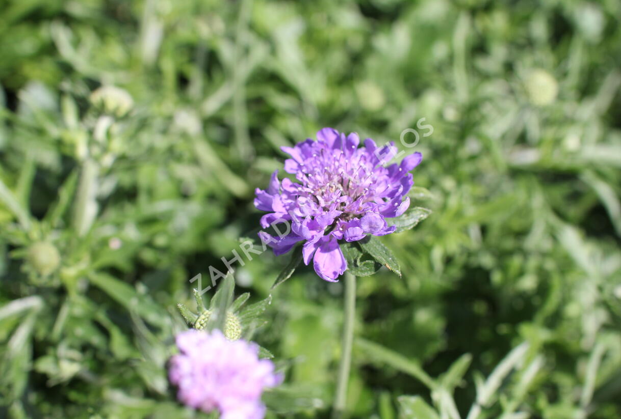 Hlaváč fialový 'Cuori Blue' - Scabiosa columbaria 'Cuori Blue'