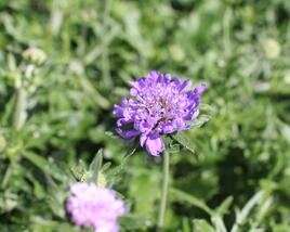 Hlaváč fialový 'Cuori Blue'