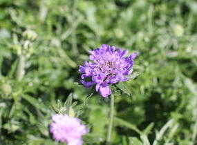 Hlaváč fialový 'Cuori Blue' - Scabiosa columbaria 'Cuori Blue'