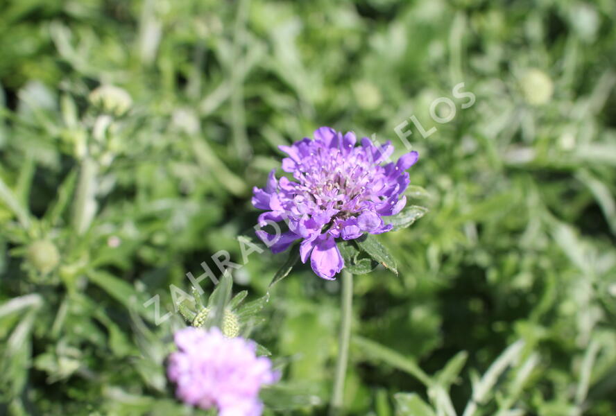 Hlaváč fialový 'Cuori Blue' - Scabiosa columbaria 'Cuori Blue'