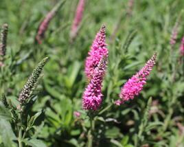Rozrazil klasnatý 'Candles Bubblegum'