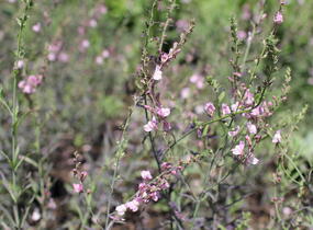 Lnice nachová 'Dial Park' - Linaria purpurea 'Dial Park'