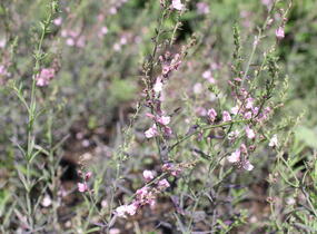 Lnice nachová 'Dial Park' - Linaria purpurea 'Dial Park'