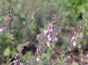 Lnice nachová 'Dial Park' - Linaria purpurea 'Dial Park'