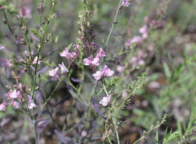 Lnice nachová 'Dial Park' - Linaria purpurea 'Dial Park'