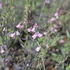 Linaria purpurea 'Dial Park'.JPG