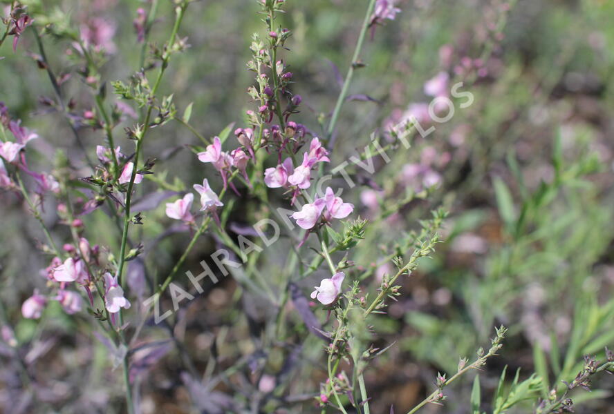 Lnice nachová 'Dial Park' - Linaria purpurea 'Dial Park'