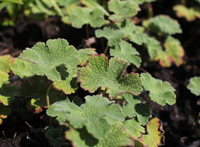 Kakost Renardův - Geranium renardii