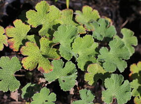 Kakost Renardův - Geranium renardii