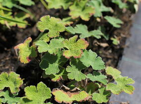 Kakost Renardův - Geranium renardii