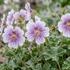 Geranium renardii.jpg