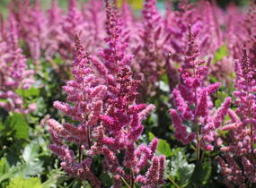 Čechrava čínská 'Visions in Red' - Astilbe chinensis 'Visions in Red'