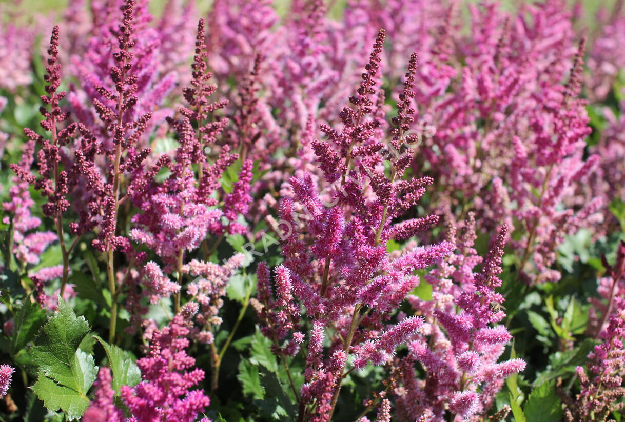 Čechrava čínská 'Visions in Red' - Astilbe chinensis 'Visions in Red'