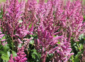 Čechrava čínská 'Visions in Red' - Astilbe chinensis 'Visions in Red'