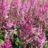 Astilbe chinensis 'Visions in Red'_1.JPG