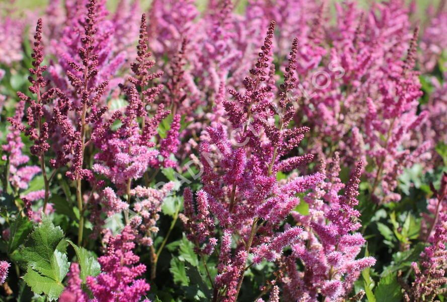 Čechrava čínská 'Visions in Red' - Astilbe chinensis 'Visions in Red'