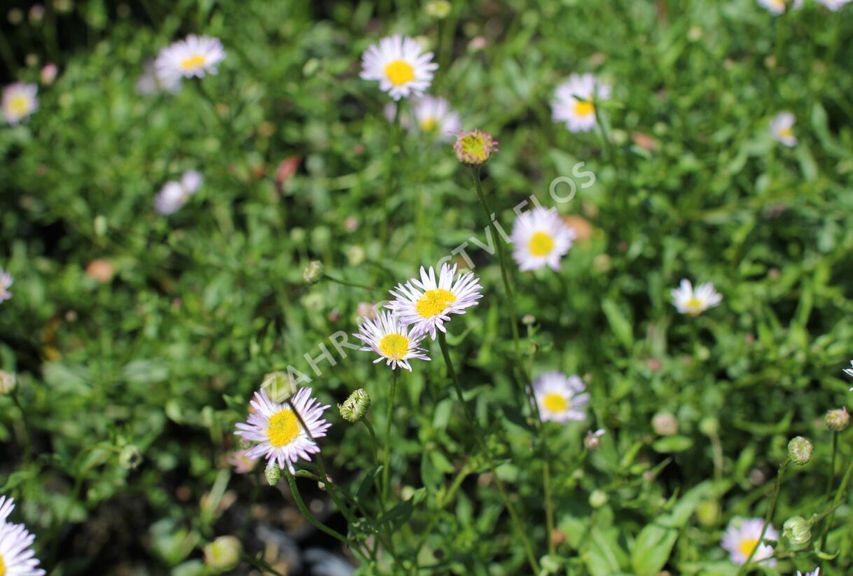 Turan Karvinského 'Lavender Lady' - Erigeron karvinskianum 'Lavender Lady'
