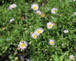 Turan Karvinského 'Lavender Lady'
